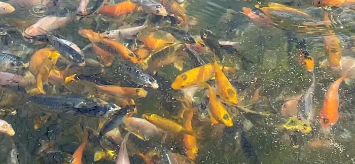 Black Swamp Koi Farms Picture 5
