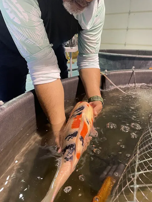 Black Swamp Koi Farms Picture 2
