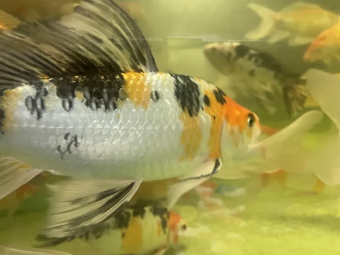 Black Swamp Koi Farms Picture 3