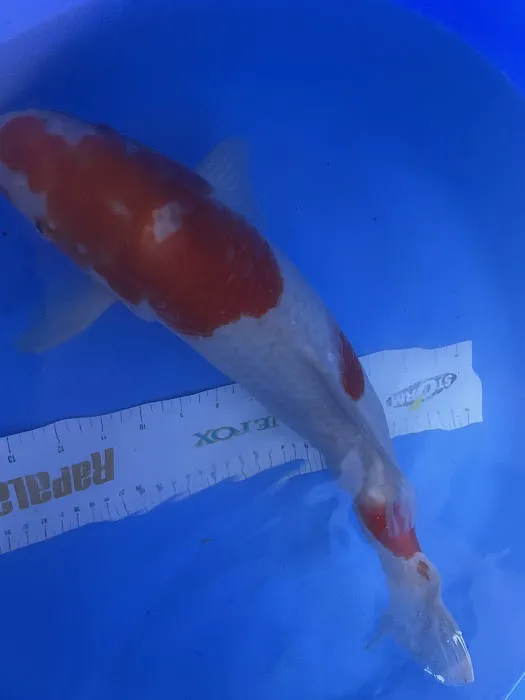 Black Swamp Koi Farms Picture 1