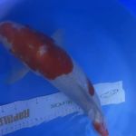 Black Swamp Koi Farms