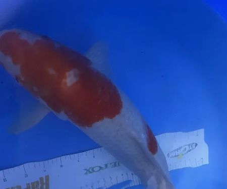 Black Swamp Koi Farms