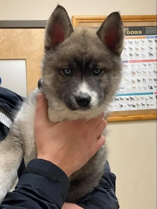 Prospect Ridge Veterinary Picture 8