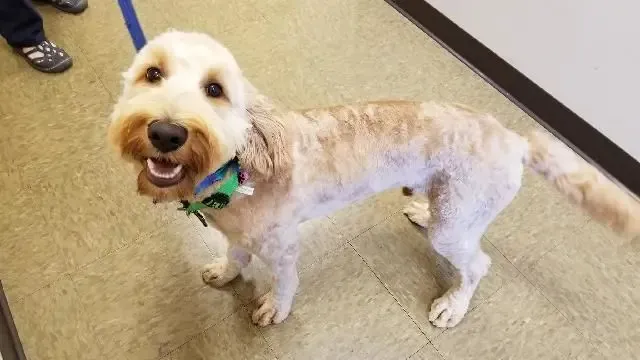 Prospect Ridge Veterinary Picture 10
