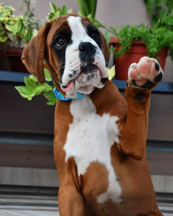 Boxer Puppies 21 Croft Home Picture 1