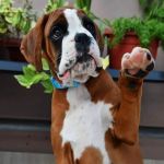 Boxer Puppies 21 Croft Home