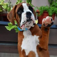 Boxer Puppies 21 Croft Home ico