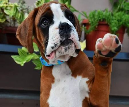 Boxer Puppies 21 Croft Home