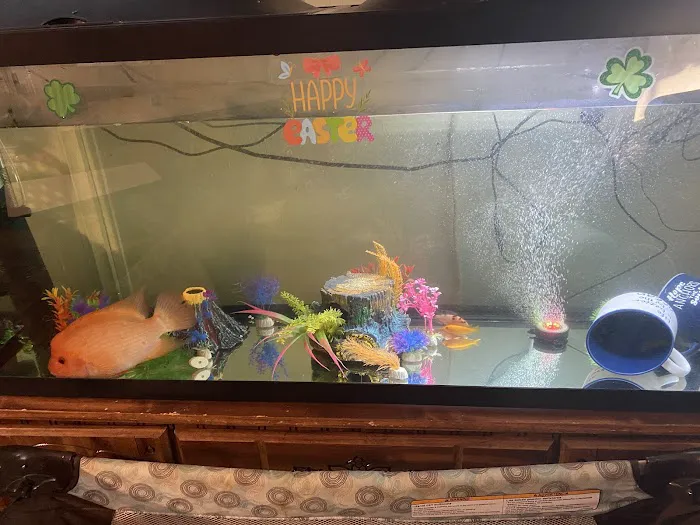 Wet Pets-N-Pals LLC Picture 4
