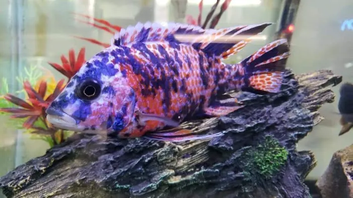 Wet Pets-N-Pals LLC Picture 7