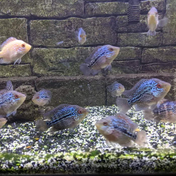 Wet Pets-N-Pals LLC Picture 10