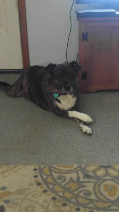 Pet Depot Picture 4