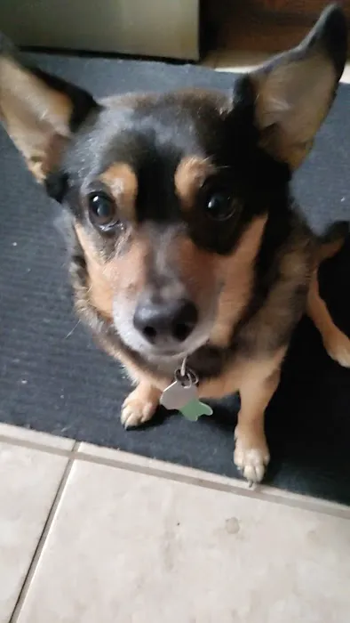 Pet Depot Picture 6