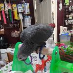 The Bird Loft