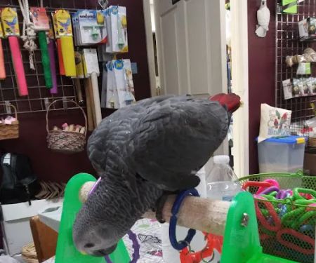 The Bird Loft