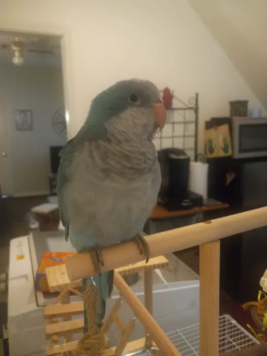 The Bird Loft Picture 10
