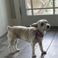 South County Veterinary Hospital ico