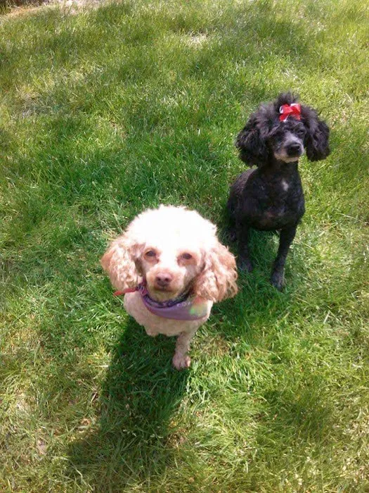 South County Veterinary Hospital Picture 2
