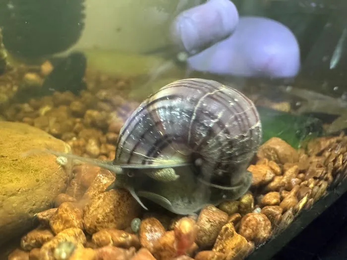 Lady Astrid's Snails Picture 4