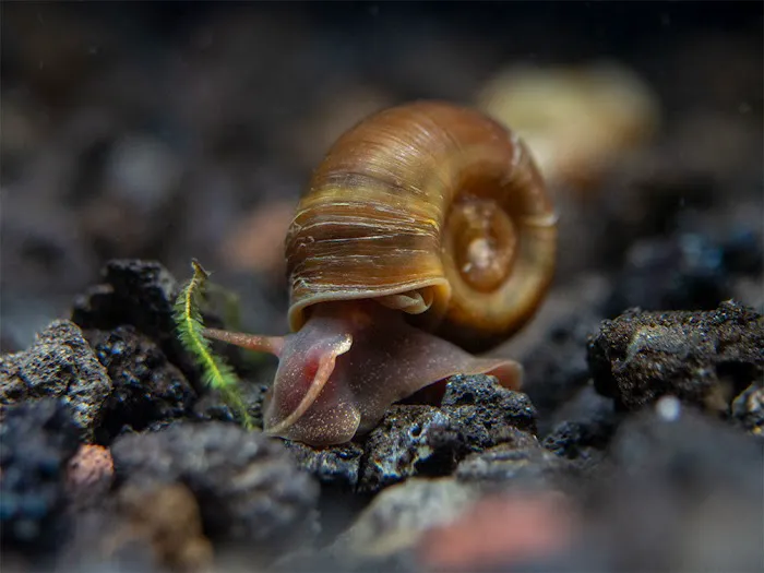 Lady Astrid's Snails Picture 3