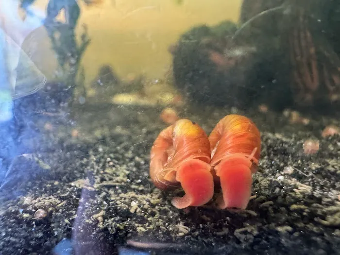 Lady Astrid's Snails Picture 10