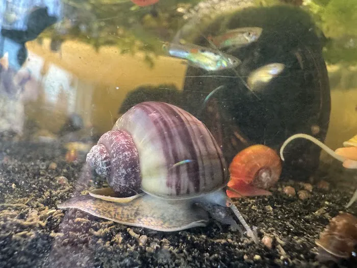 Lady Astrid's Snails Picture 9