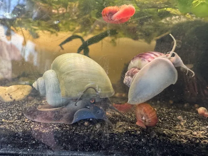 Lady Astrid's Snails Picture 5