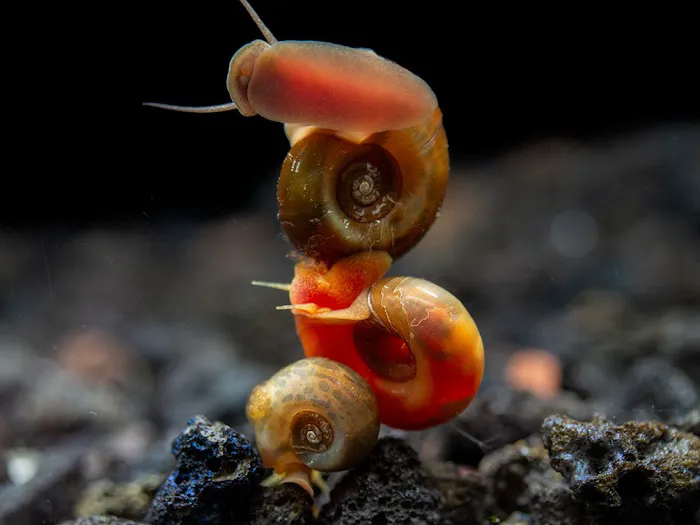Lady Astrid's Snails Picture 7