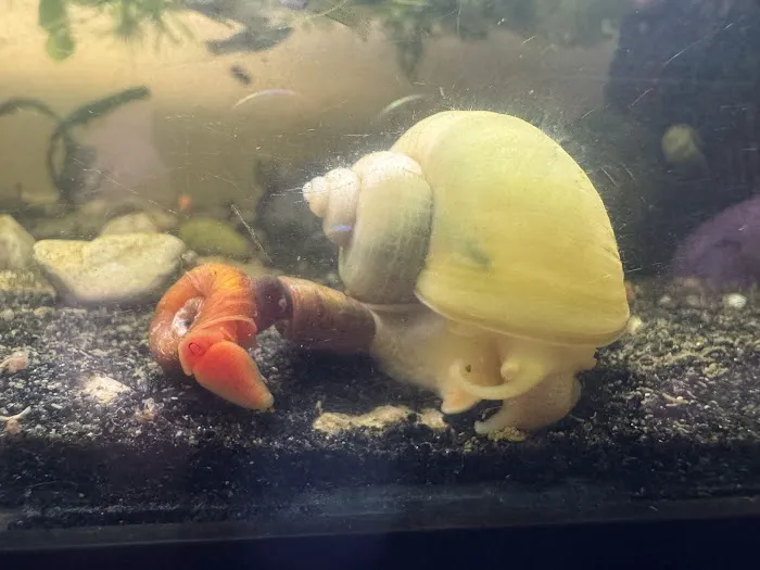 Lady Astrid's Snails Picture 8