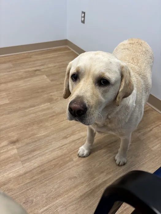 Veterinary Urgent Care Center - Narragansett Picture 4