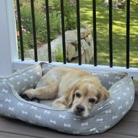 Veterinary Urgent Care Center - Narragansett ico