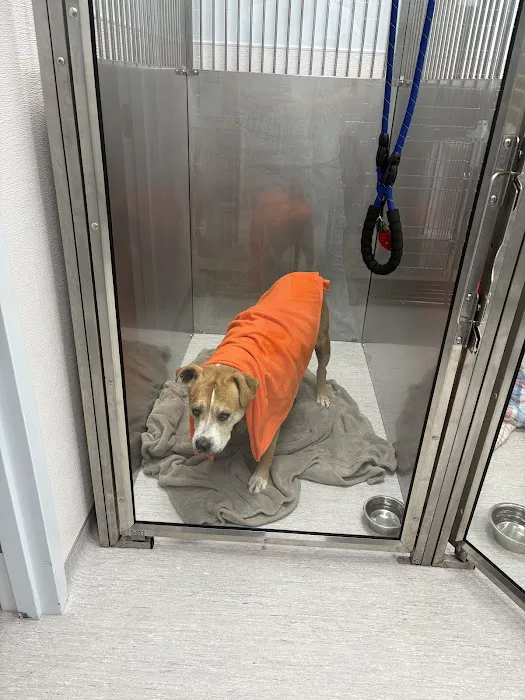 Veterinary Urgent Care Center - Narragansett Picture 9