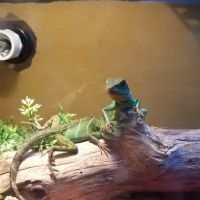 Ash Hill Reptiles / Matt's Underwater Journey ico