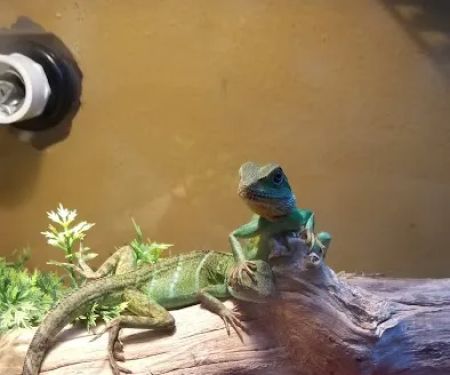Ash Hill Reptiles / Matt's Underwater Journey