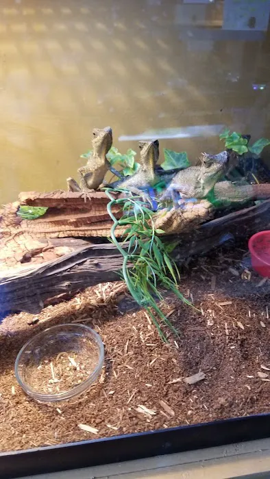 Ash Hill Reptiles / Matt's Underwater Journey Picture 9