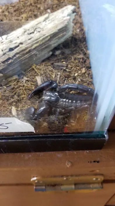 Ash Hill Reptiles / Matt's Underwater Journey Picture 10