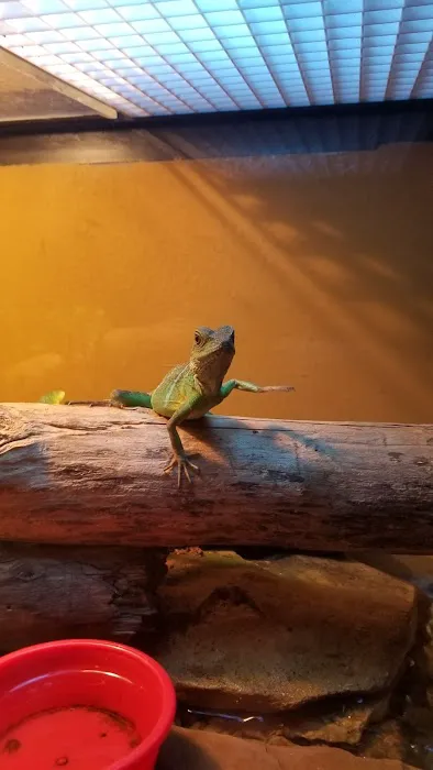 Ash Hill Reptiles / Matt's Underwater Journey Picture 8
