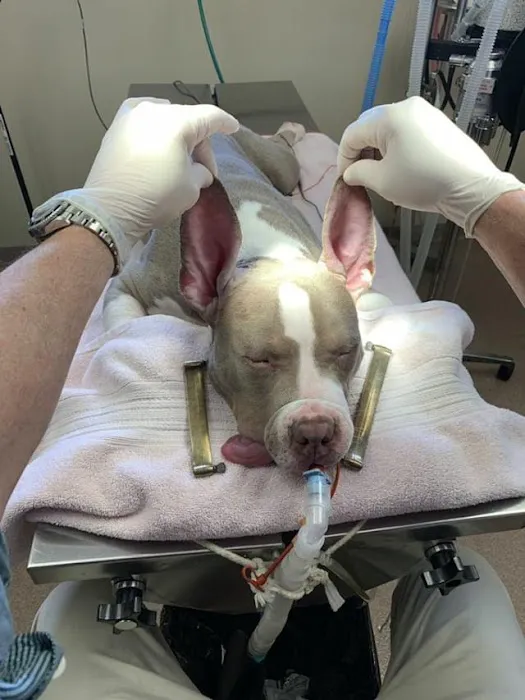 Washington County Vet Hospital Picture 2