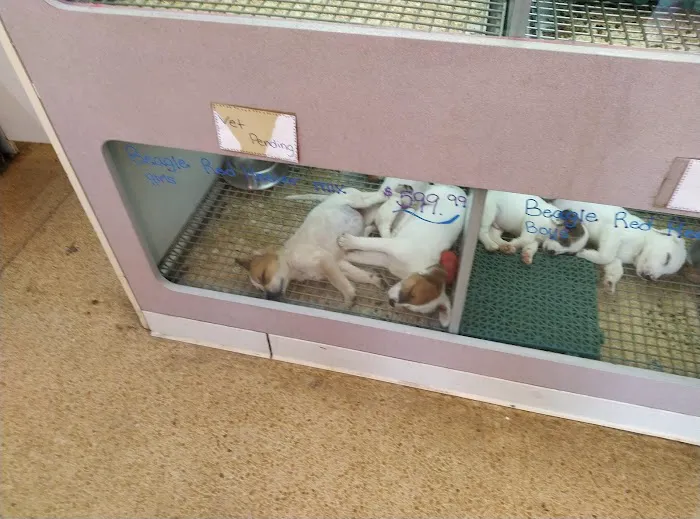 Best In Pets Picture 4