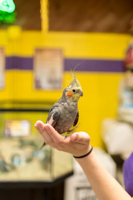 Best In Pets Picture 10