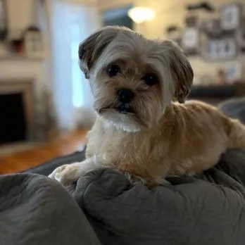 Oliver & Henry's Boutique Grooming Picture 4
