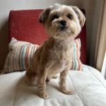 Oliver & Henry's Boutique Grooming