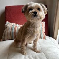 Oliver & Henry's Boutique Grooming ico
