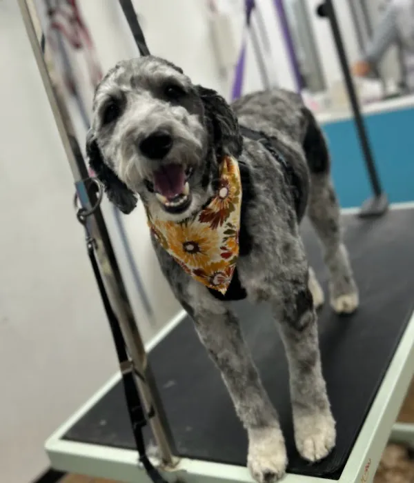 Oliver & Henry's Boutique Grooming Picture 3