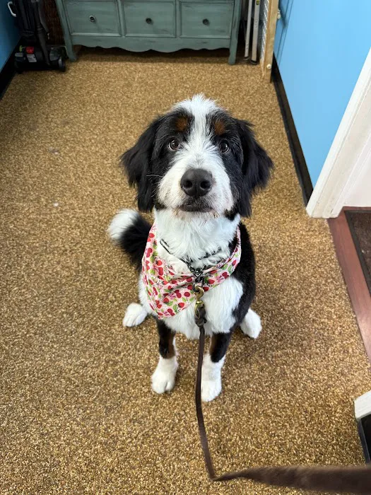 Oliver & Henry's Boutique Grooming Picture 7