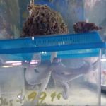 Aquatic Technology