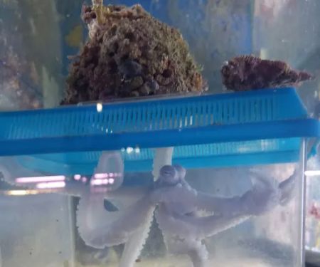 Aquatic Technology