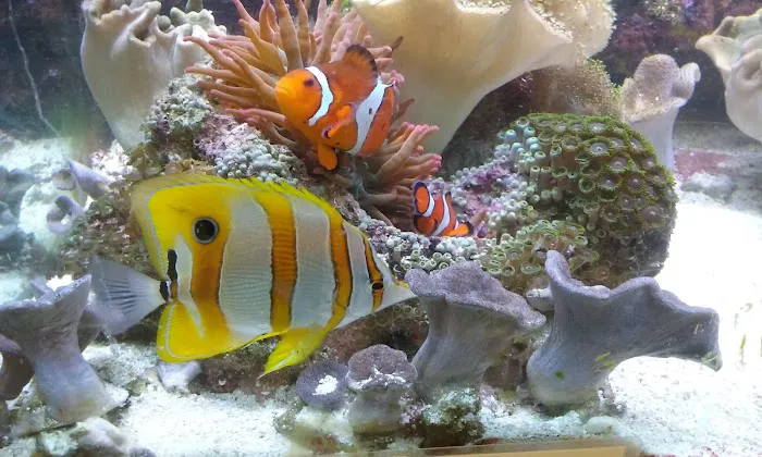 Aquatic Technology Picture 2
