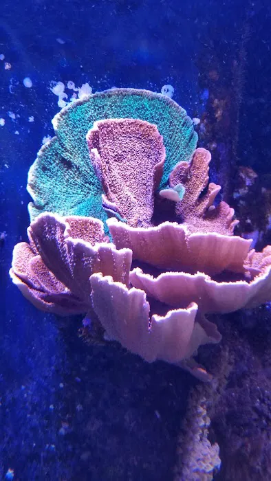 Aquatic Technology Picture 9