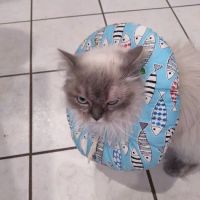 Veterinary Healing Arts ico